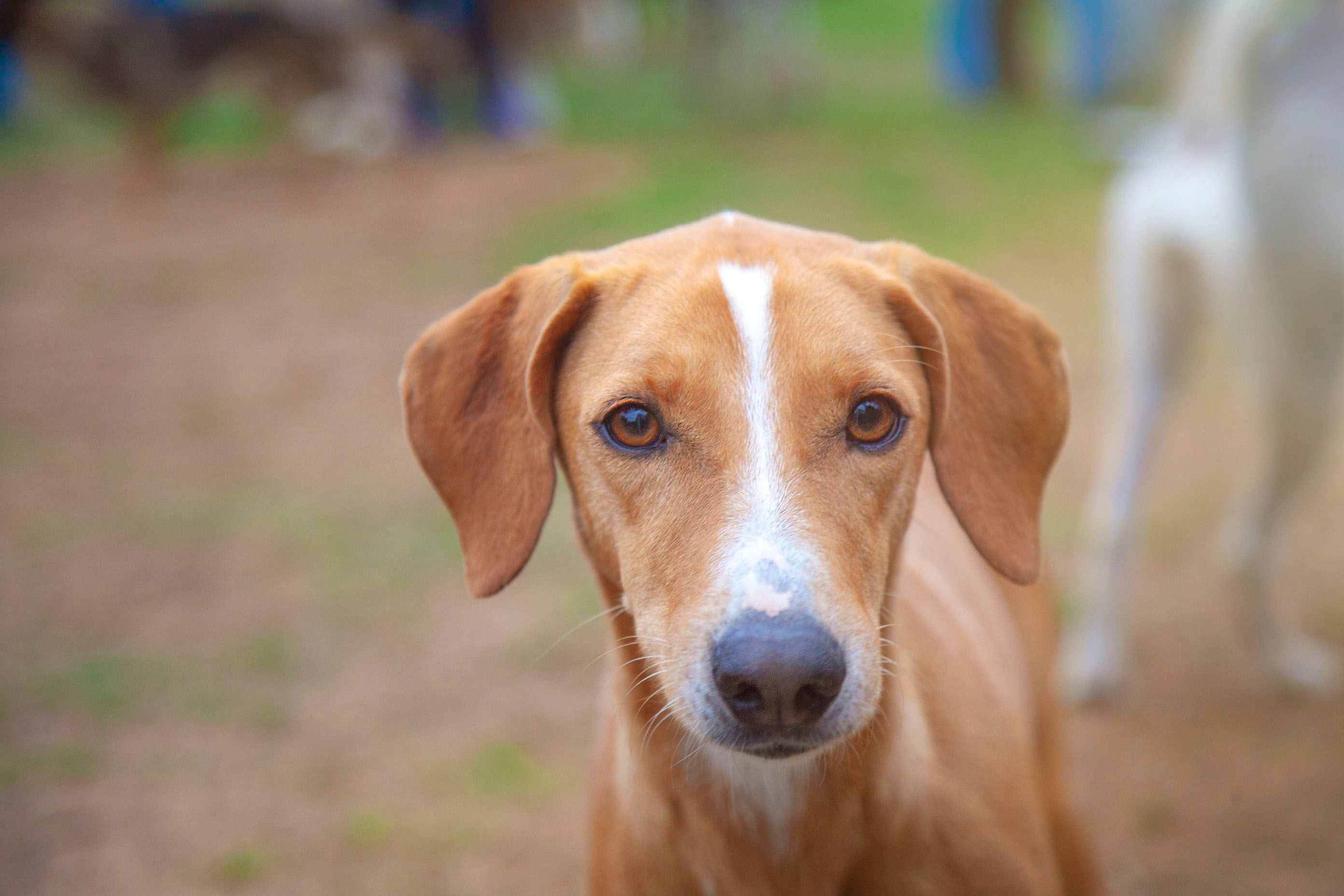 Animal shelters calling for community help with pet care crisis - WDAM — Photo by Archibald Marajas on Pexels