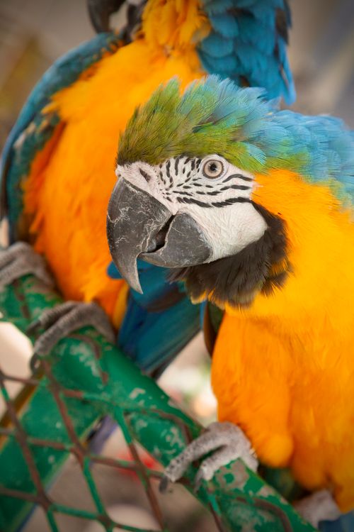 Free Close-up of a vibrant blue and gold macaw perched inside a cage, showcasing its vivid colors. Stock Photo