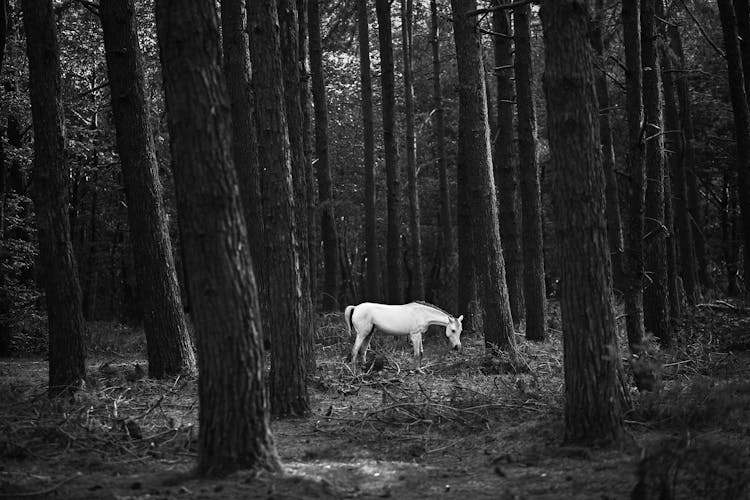 Grayscale Photo Of A White Horse In Forest