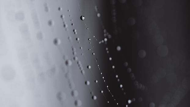 Web with water drops of dew