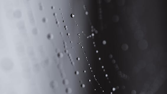 Web with water drops of dew