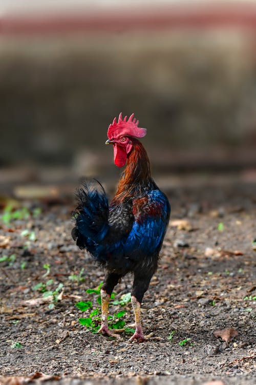 Red and Blue Rooster on Ground