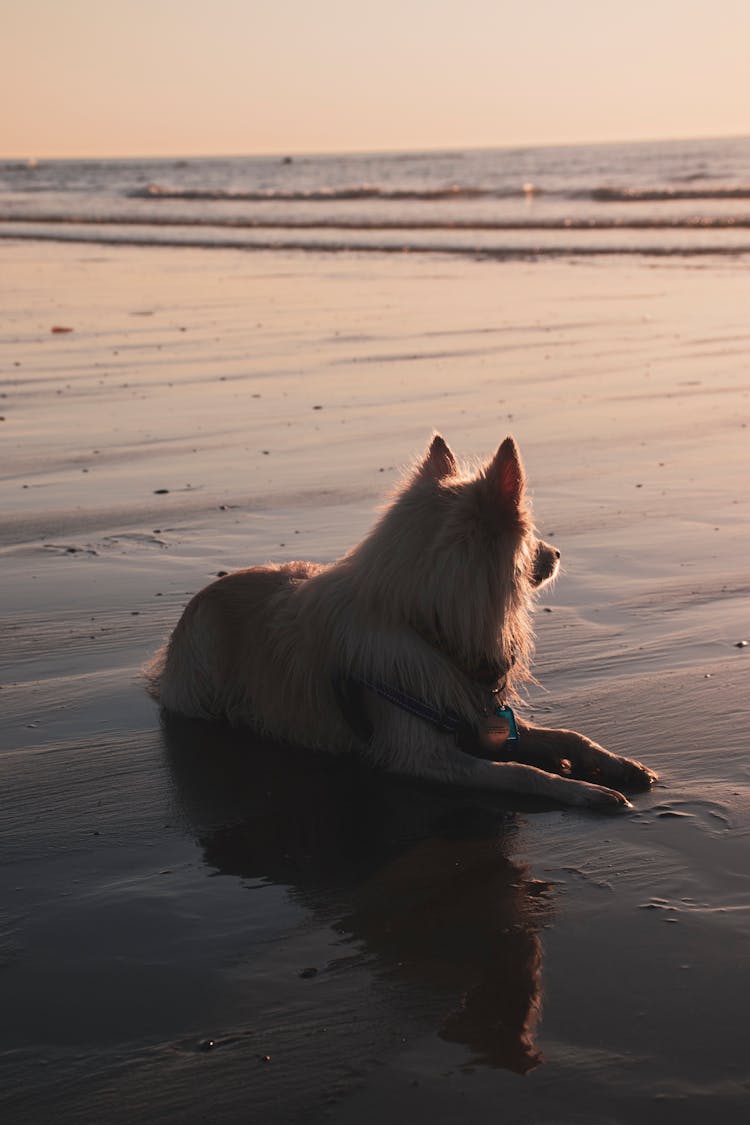 Dog Lying Down On A Beach