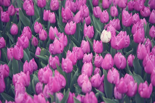Free Close Up Photo of Tulips Stock Photo