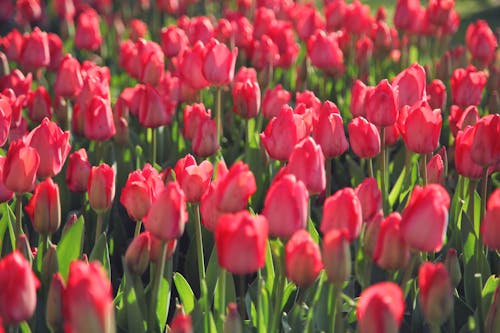Close Up Photo of Red Tulips 