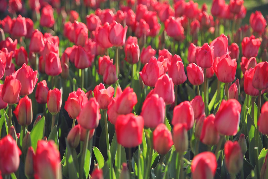 Close Up Photo of Red Tulips 