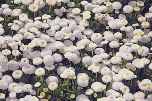 Daisy Flower Field 