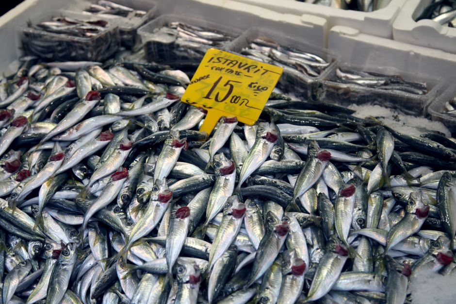 釣り上げたアジとサバの釣果写真