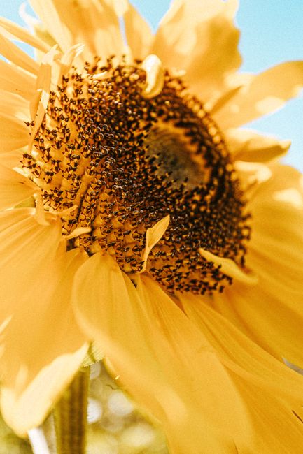 Closeup view of yellow blossoming sunflower at sunny day against blue cloudless sky