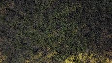 Bushy green forest in bright sunlight