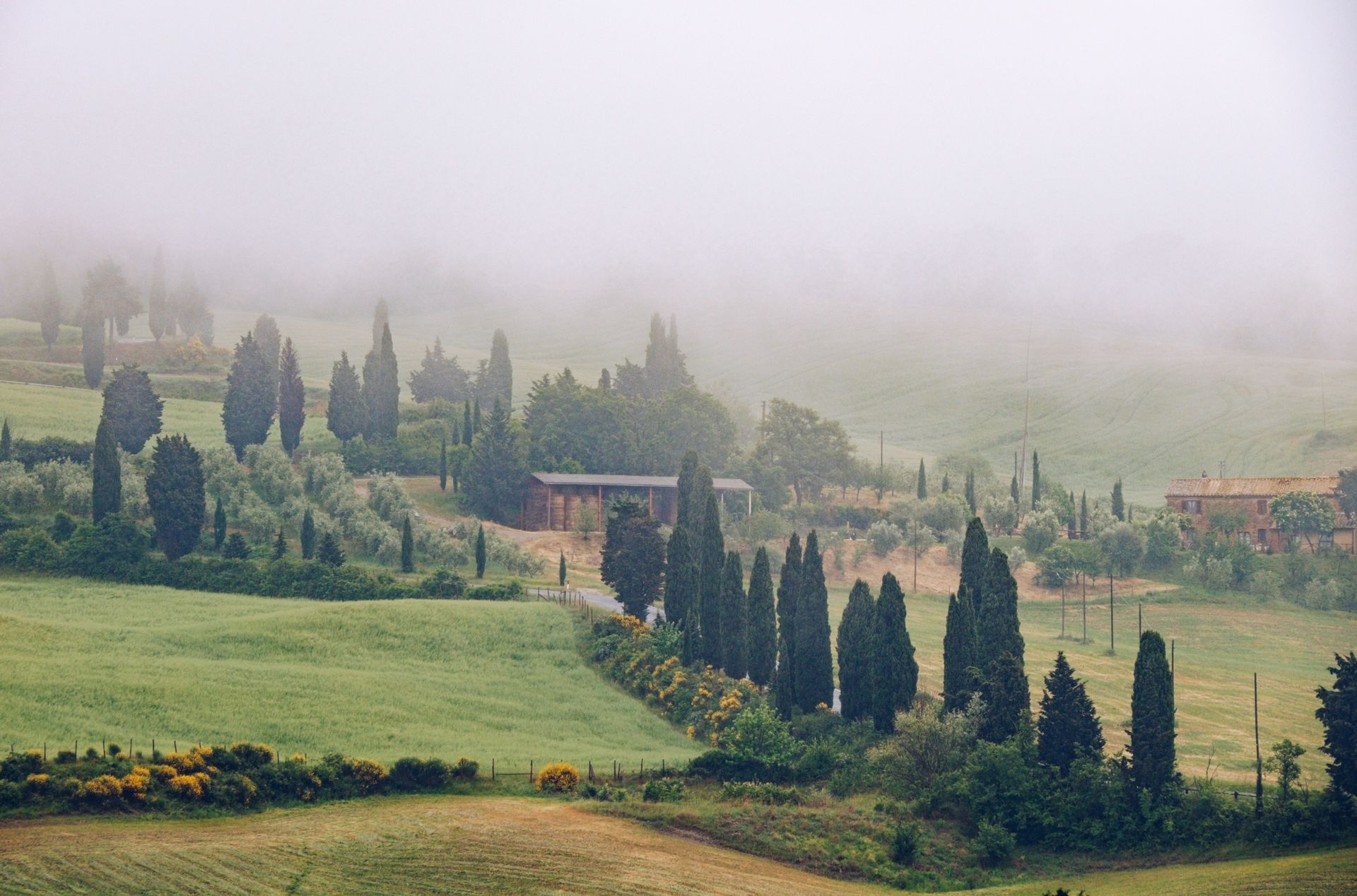 Foggy morning in Tuscany's countryside featuring iconic cypress trees and rolling hills.