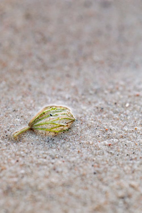 Close up of Leaf on Sand