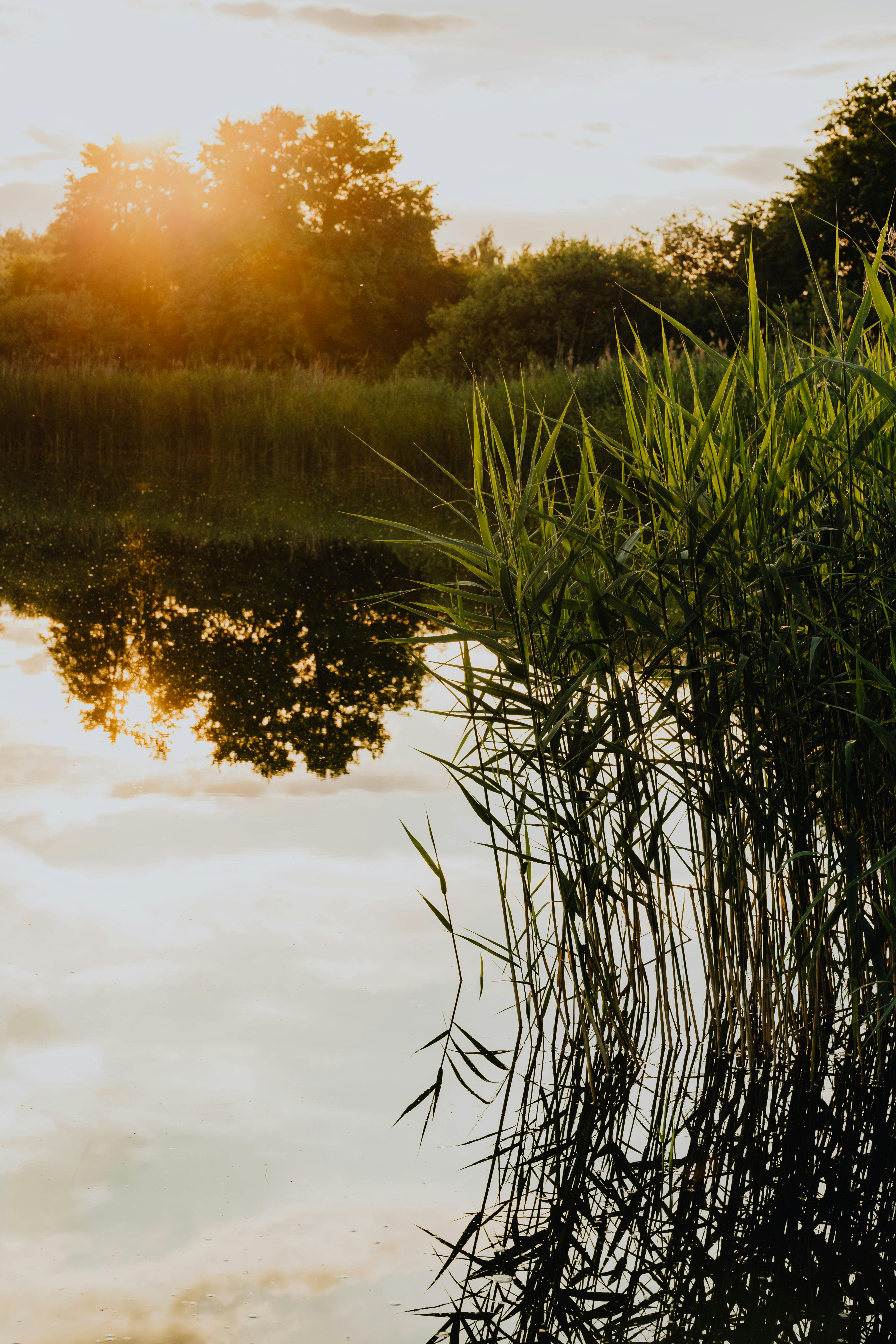 宁静的日落倒映在河上，树木和芦苇的倒影共同营造出一片宁静的自然景观