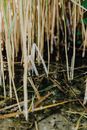 White Grass on Water