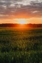 温暖的夕阳将光芒洒在乡村广阔的绿色田野上