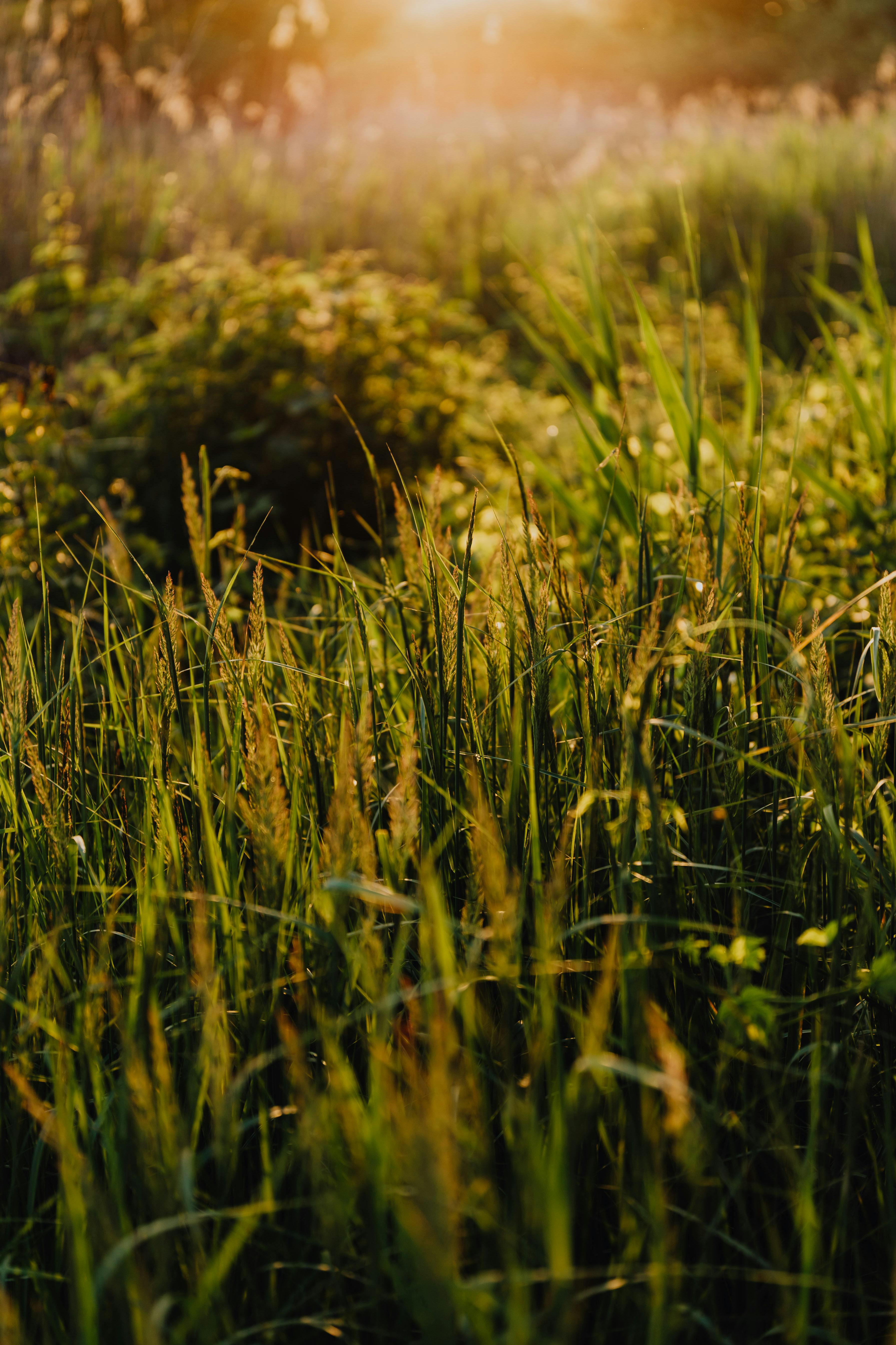 Green Grass Field Near Mountain · Free Stock Photo