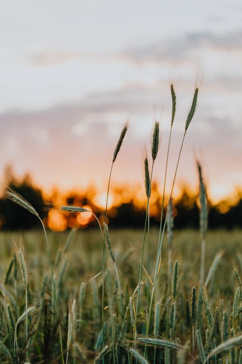 Free Golden wheat field during a picturesque sunset, capturing nature's tranquility. Stock Photo