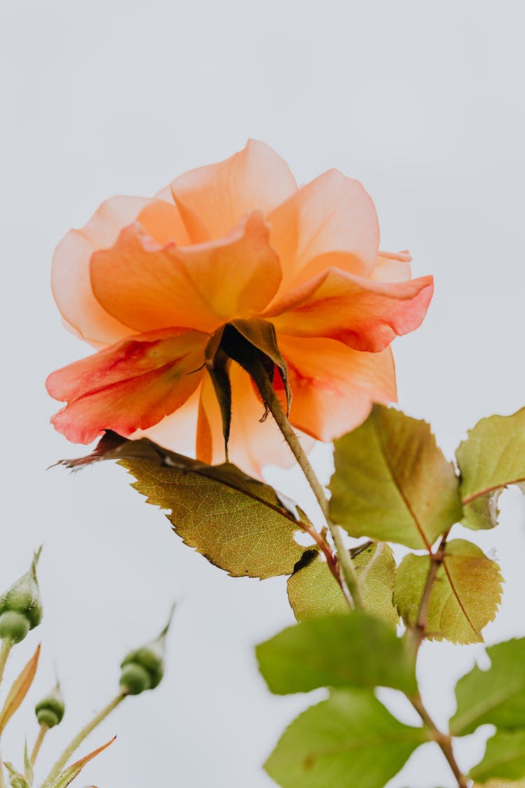 Garden Rose In Bloom