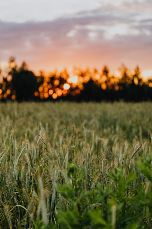Free A picturesque wheat field under a colorful sunset, capturing rural beauty and tranquility. Stock Photo