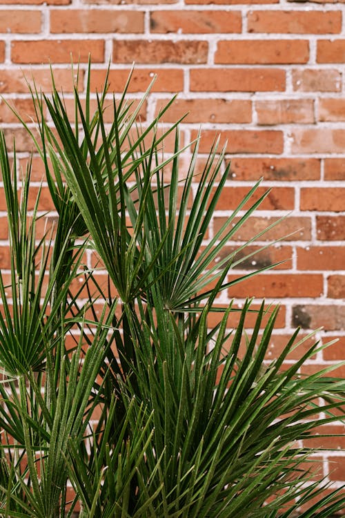 Shot of Spiky Plant by a Brick Wall