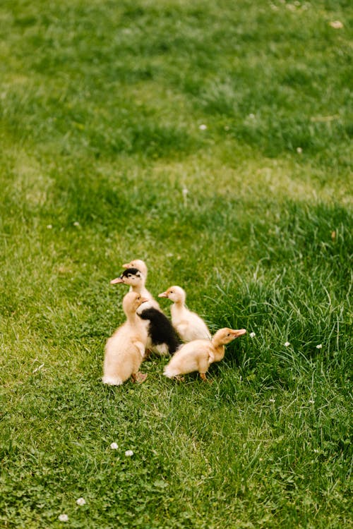 Free Group of Ducklings Huddling Together on Grass Stock Photo