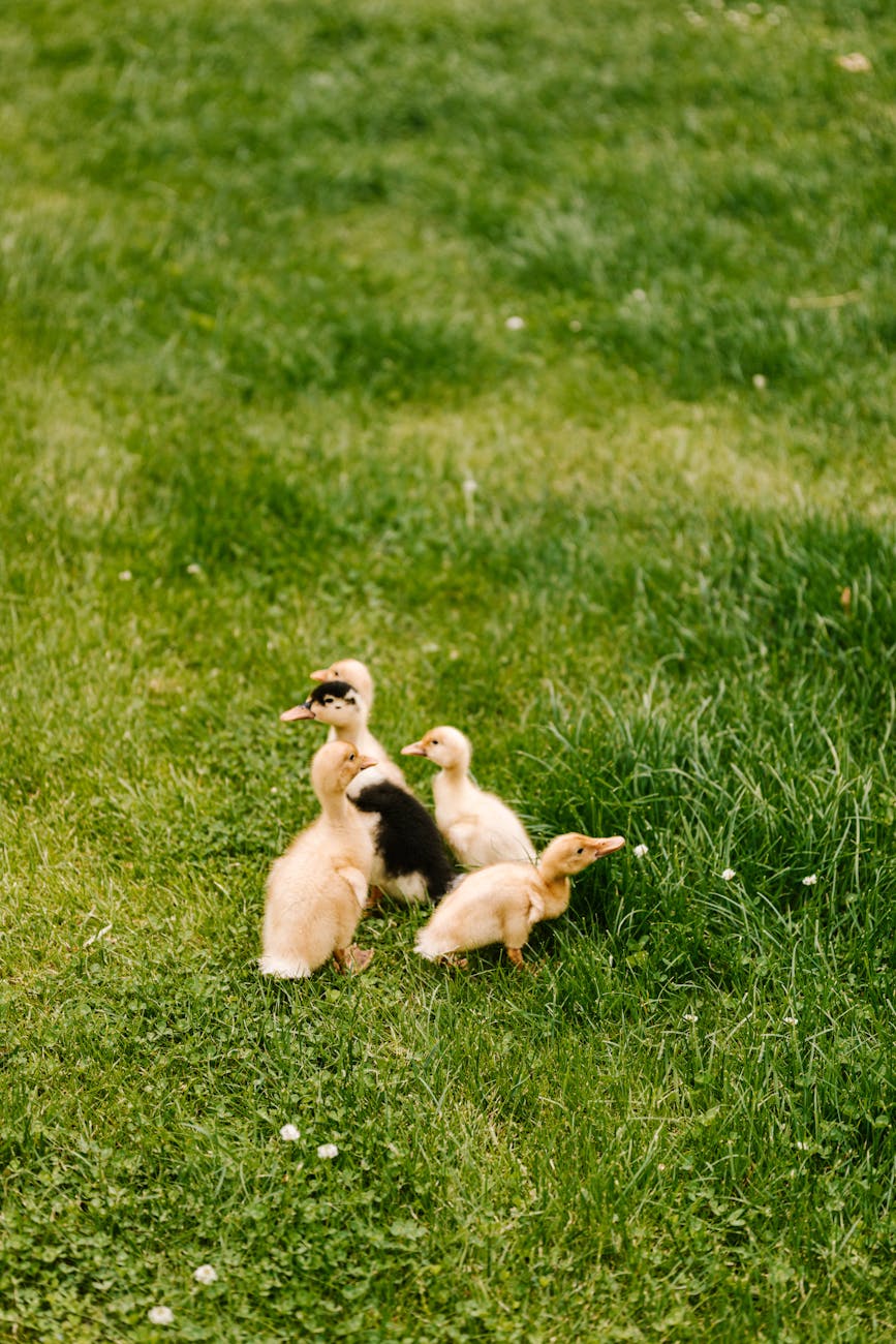 Gameplay scene from Duckov showing geese and ducks in a colorful environment.