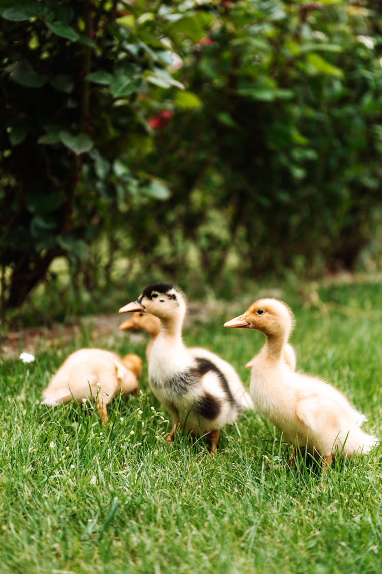 Ducklings On Grass