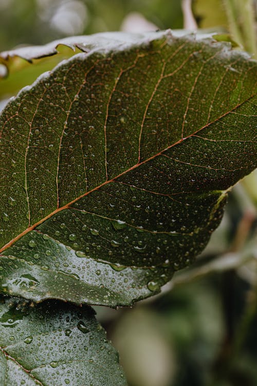 A Close-Up Shot of a Wet Leaf