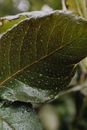 Water Droplets on Green Leaf