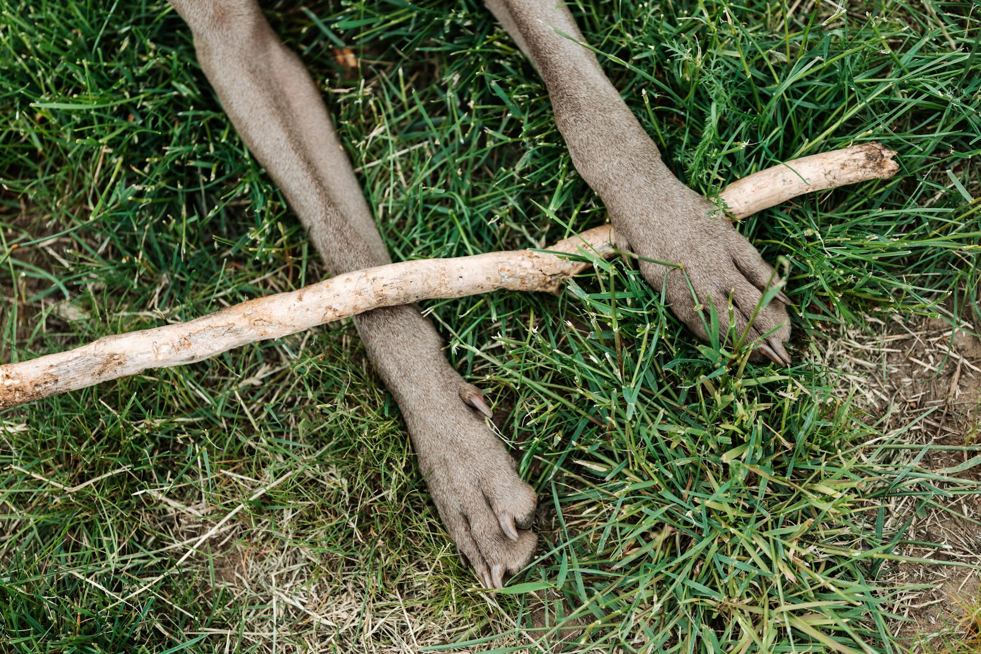 Dog Holding a Stick