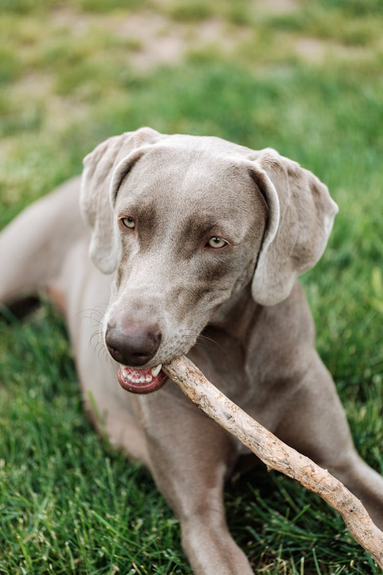 Grey Dog Sitting On Grass Chewing Stick