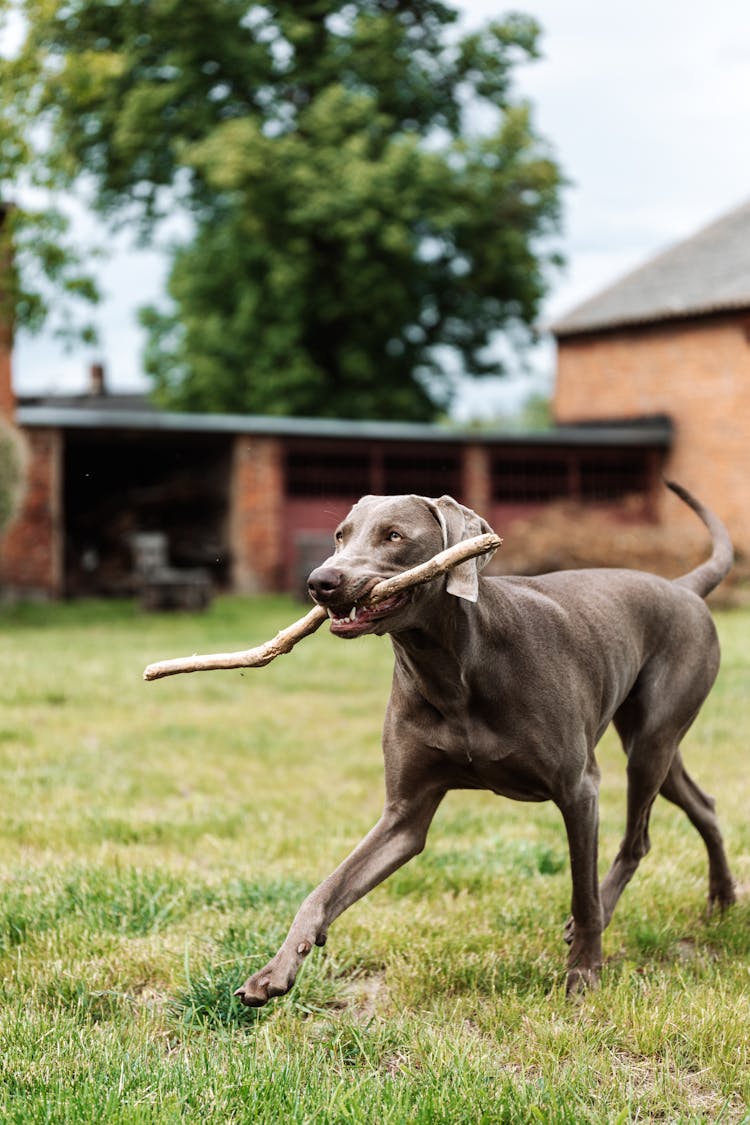 Grey Dog Carrying Stick