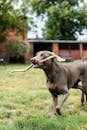 Gray Short Coat Large Dog on Green Grass Field