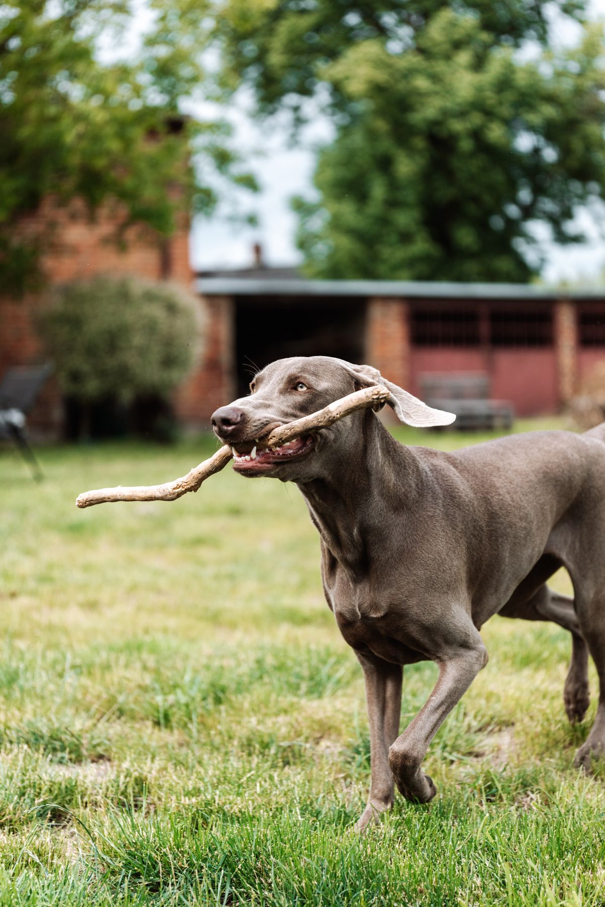 Dog running happily outdoors