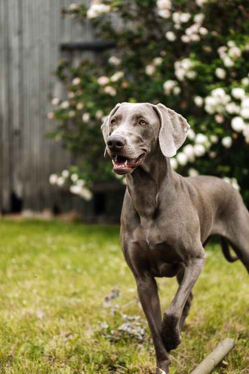 Free Playful Weimaraner dog enjoying a sunny day in a green garden with flowers. Stock Photo