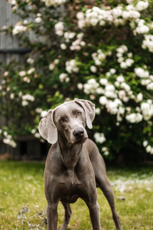 Free Curious Weimaraner dog posing in a lush garden with white flowers. Stock Photo
