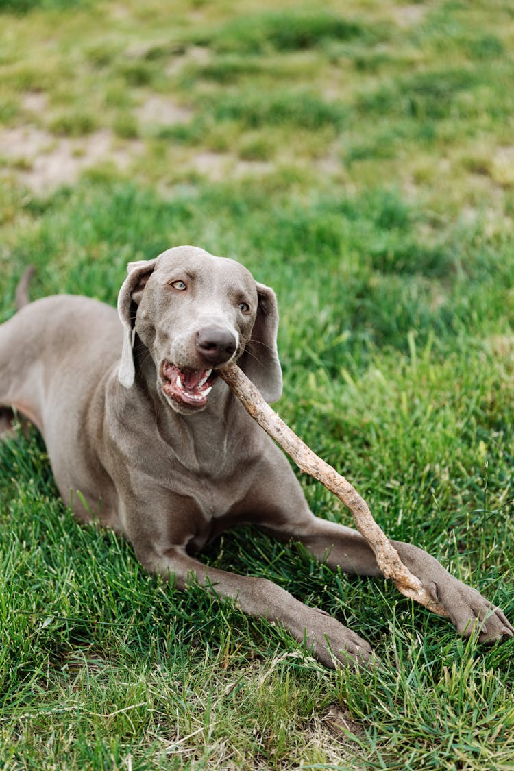 Grey Dog Lying On Green Grass And Biting A Stick