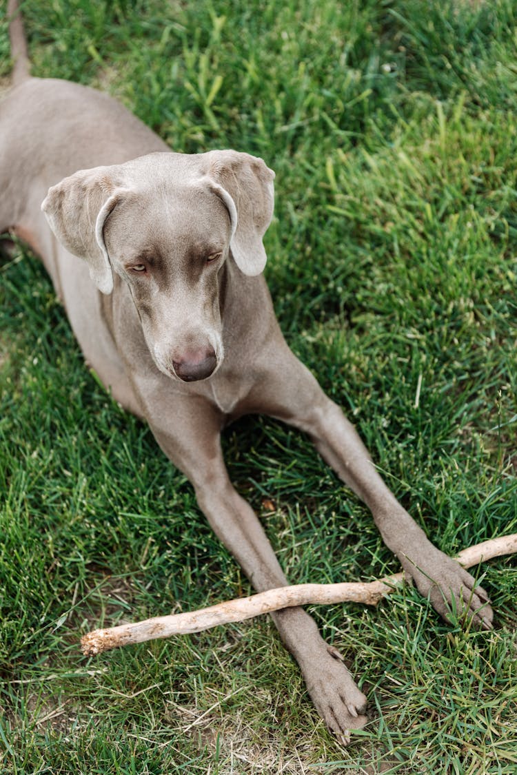 Weimaraner Dog Lying On Grass Holding Stick