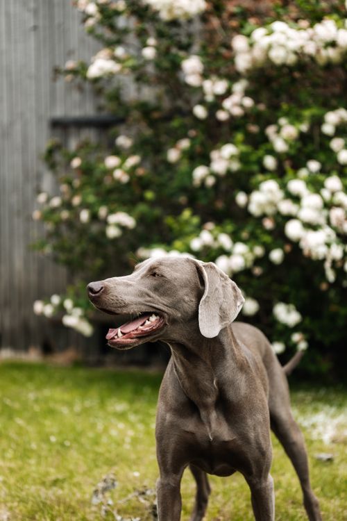 Free A playful Weimaraner dog running in a green garden filled with blooming flowers. Stock Photo