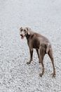 一只威玛犬站在砾石地上，光滑的轮廓和警觉的姿态展露无遗