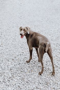 一只威玛犬站在砾石地上，光滑的轮廓和警觉的姿态展露无遗