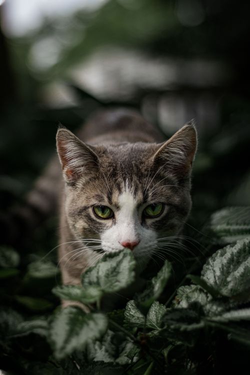 Free Intense close-up of a tabby cat hiding among lush green plants, eyes focused. Stock Photo