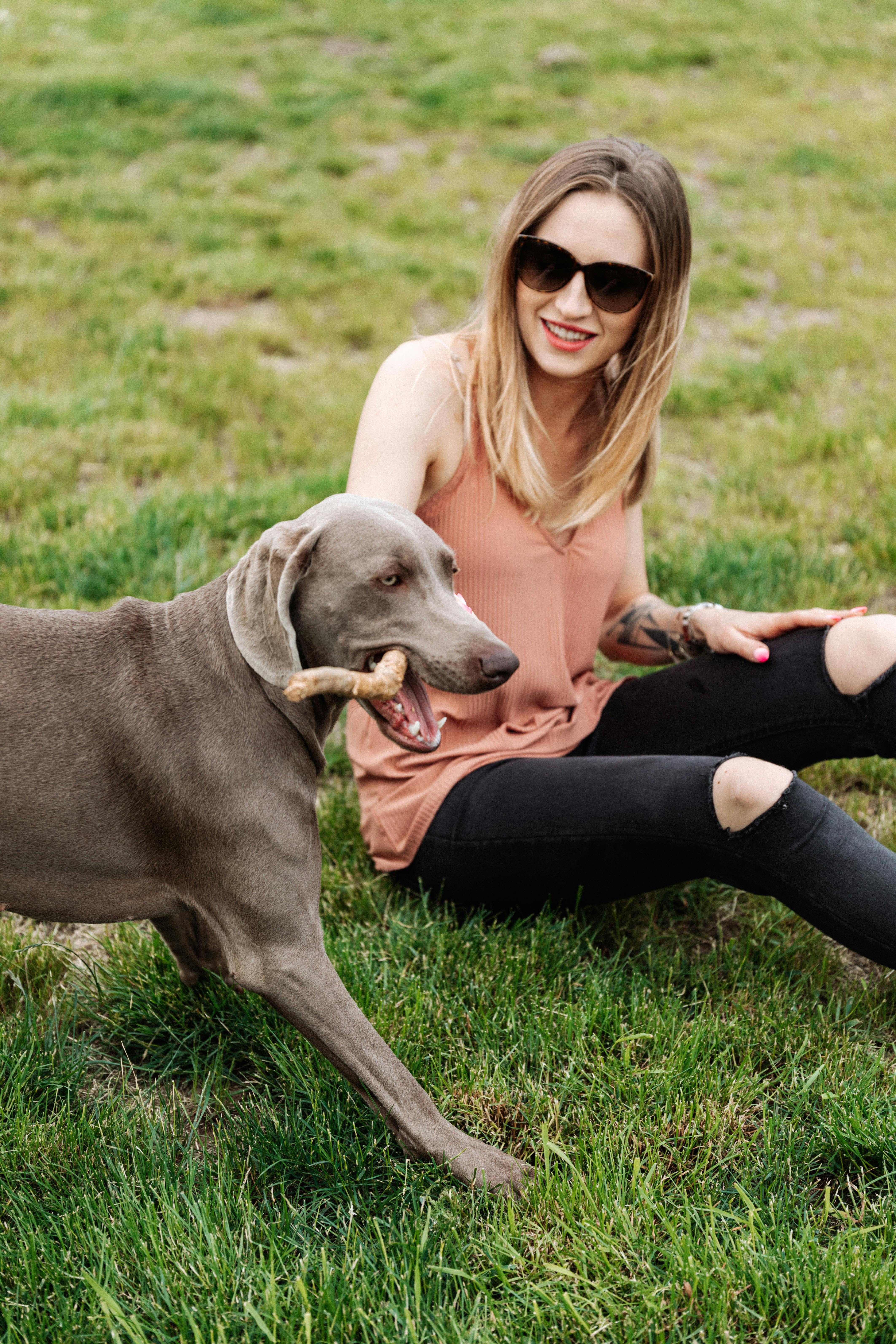 一位年轻女子和她的威马纳尔狗坐在户外，狗叼着一根棍子，在阳光下显得快乐而放松