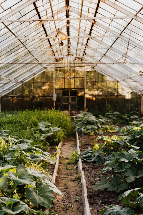 Green Plants Inside a Greenhouse