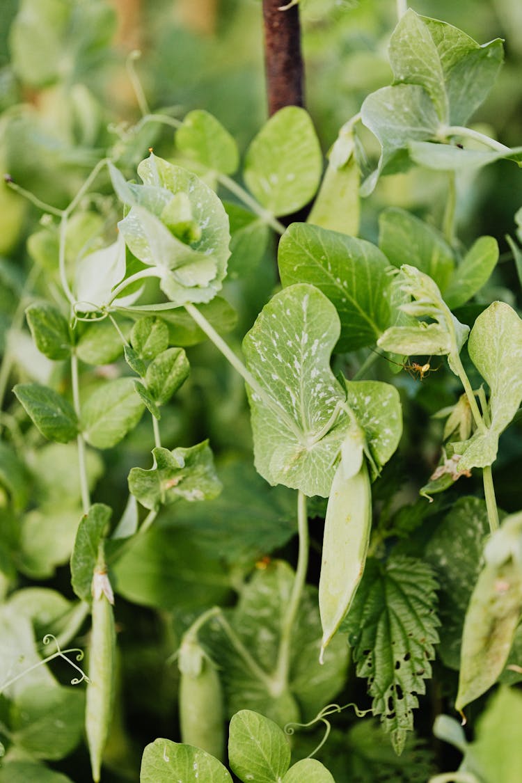 Green Peas Plant