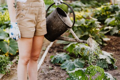 Free A woman waters plants in a lush home garden with a metal watering can. Stock Photo