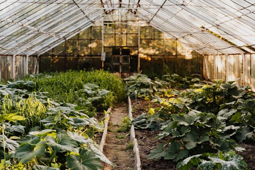 Green Plants Inside Greenhouse