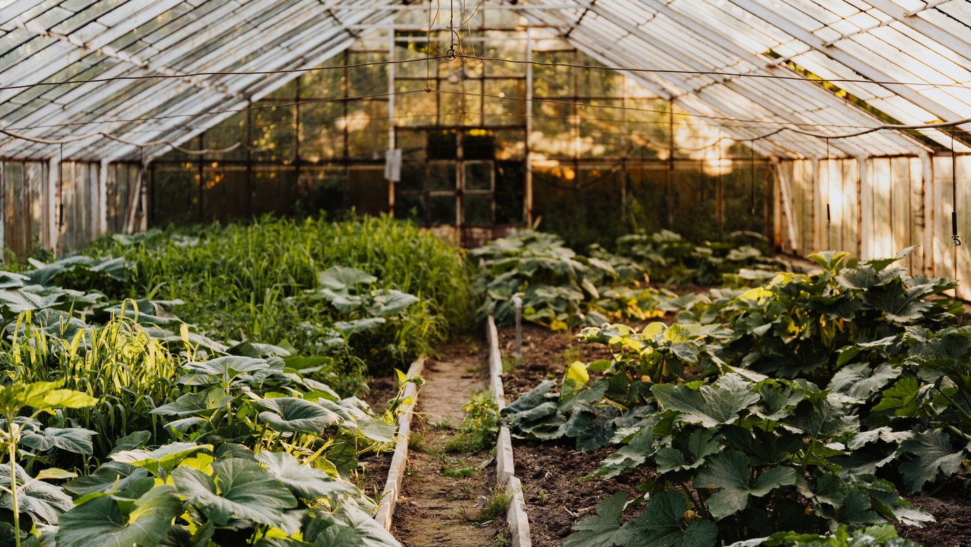How to Buy a Greenhouse Without Overpaying or Regretting It