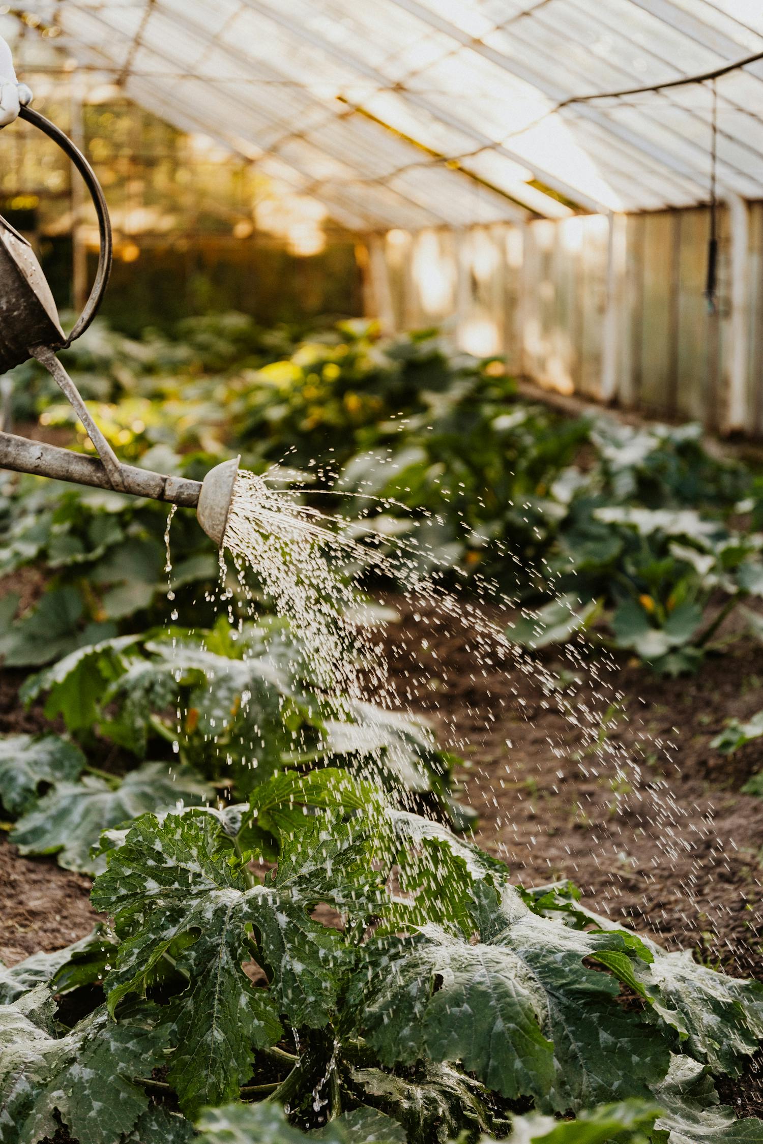 Watering schedules for different plants to ensure optimal growth