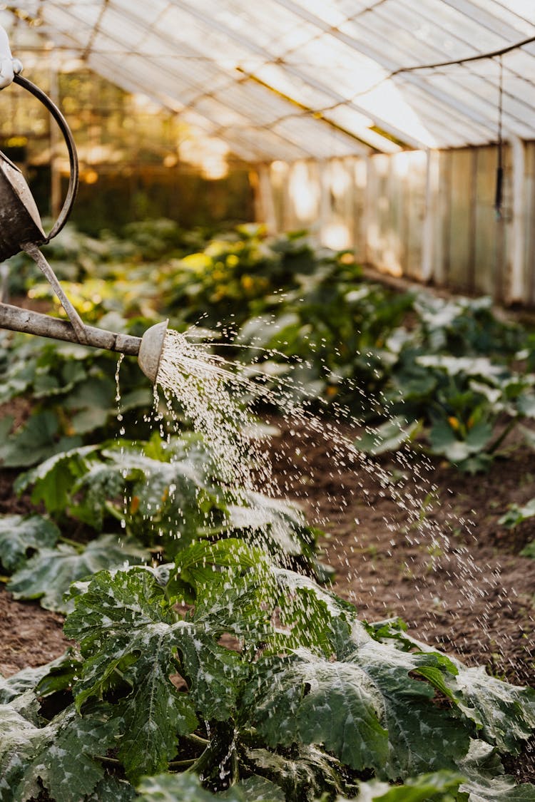 Person Watering The Plants